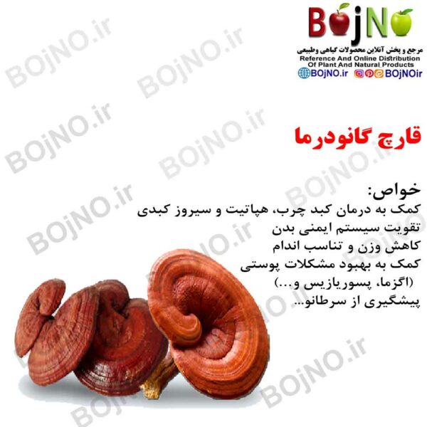 قارچ گانودرما